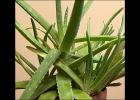 Aloe vera plants grow best in sunny windows away from cold drafts. Photo courtesy of MelindaMyers.com