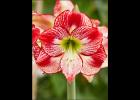 Flamenco Queen is a new and unique amaryllis variety with a later bloom time. photo courtesy of Longfield-Gardens.com