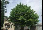 Long Prairie's only known Ginkqo Biloba tree.