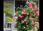 Photo courtesy of Suntory Flowers