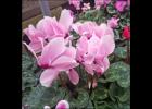 Cyclamen plants have uniquely shaped flowers, come in a variety of colors, and stand above attractive variegated leaves. photo courtesy of MelindaMyers.com